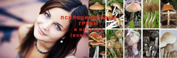 PSILOCYBIN Алексеевка